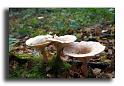 123-DSCF0026_1-Clitocybe-gibba copie